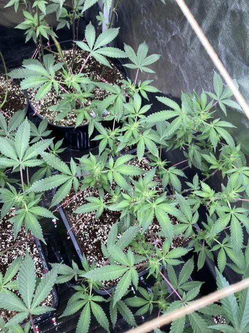 CN#2 Clones (Relentless Genetics). Week 3