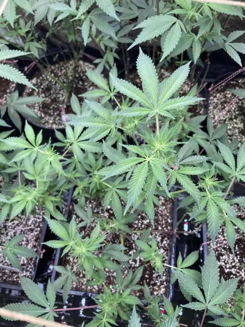 CN#2 Clones (Relentless Genetics). Week 3