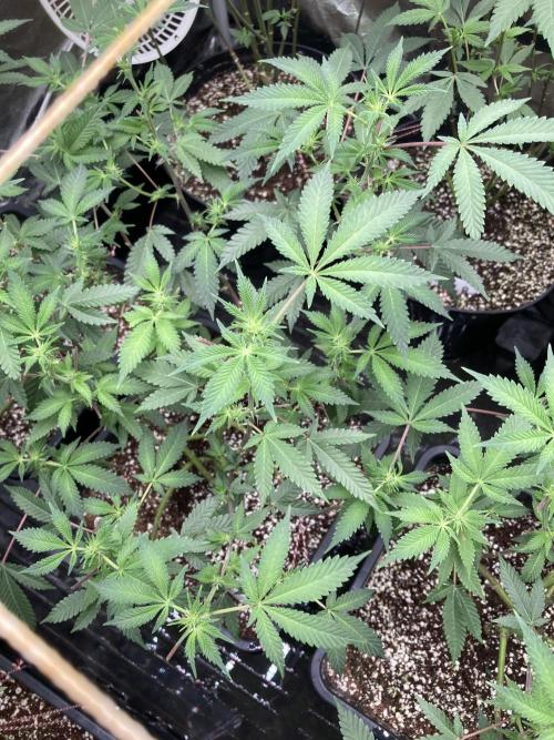 CN#2 Clones (Relentless Genetics). Week 3