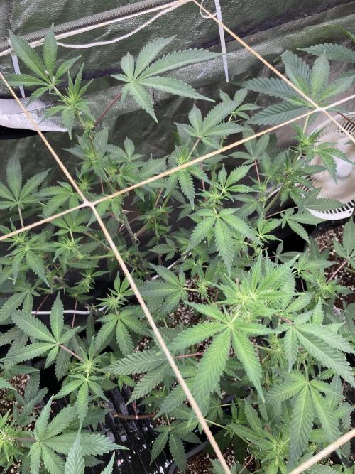 CN#2 Clones (Relentless Genetics). Week 3