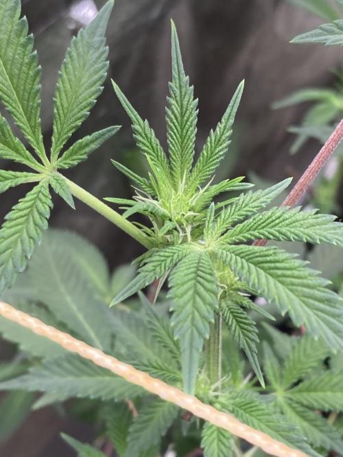 CN#2 Clones (Relentless Genetics). Week 3