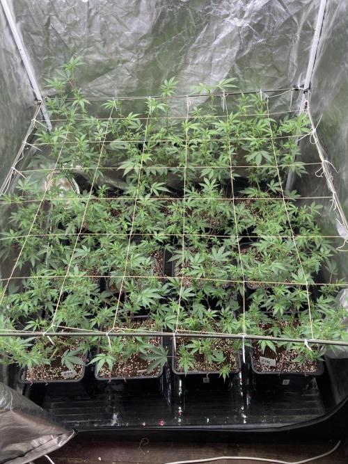 Gas Cream Runtz Clones (LIT Farms). Week 3