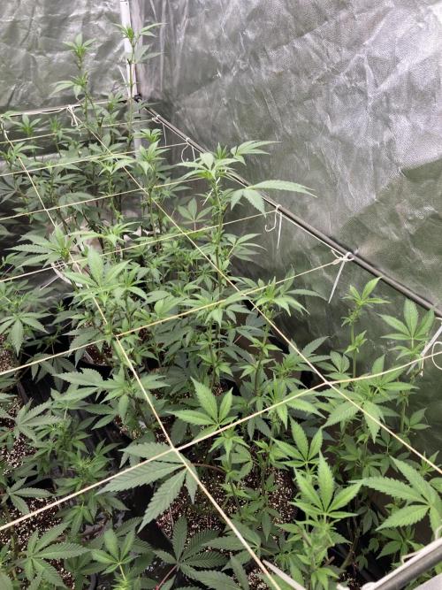 Gas Cream Runtz Clones (LIT Farms). Week 3