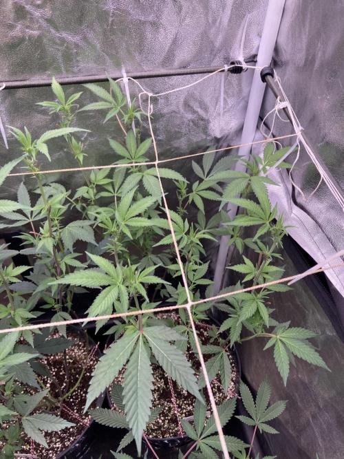Gas Cream Runtz Clones (LIT Farms). Week 3