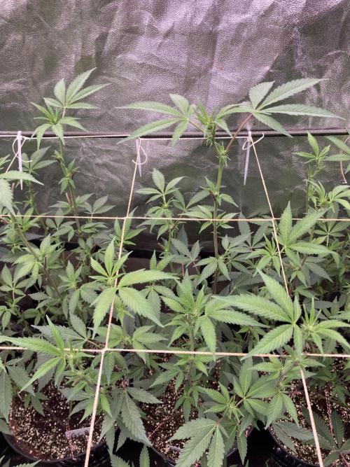 Gas Cream Runtz Clones (LIT Farms). Week 3