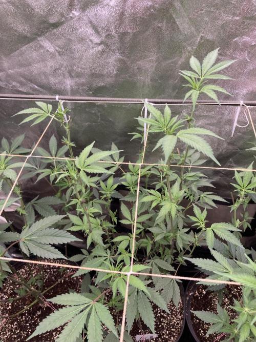 Gas Cream Runtz Clones (LIT Farms). Week 3