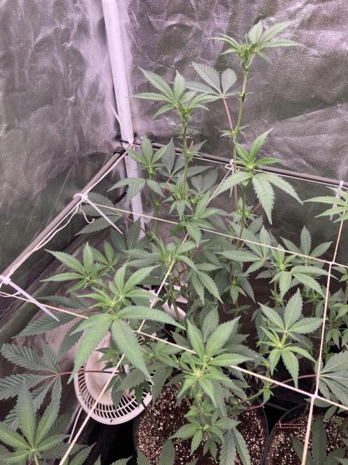 Gas Cream Runtz Clones (LIT Farms). Week 3