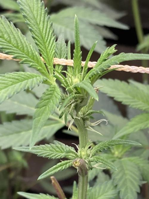 Gas Cream Runtz Clones (LIT Farms). Week 3
