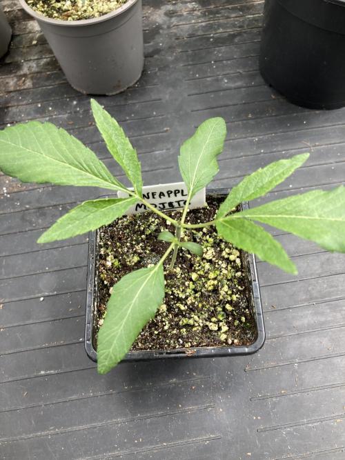 Pineapple Mojito S1. Week 3