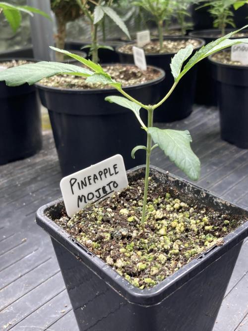 Pineapple Mojito S1. Week 3
