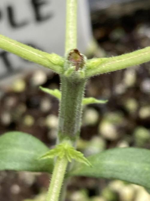 Pineapple Mojito. Week 3
