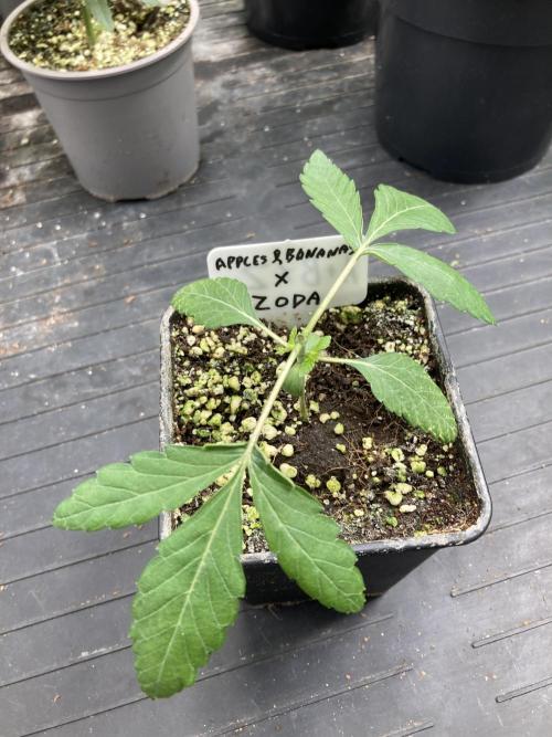 Apples & Bananas x Zoda (Umami Seed Co). Week 3