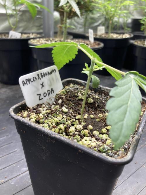 Apples & Bananas x Zoda (Umami Seed Co). Week 3