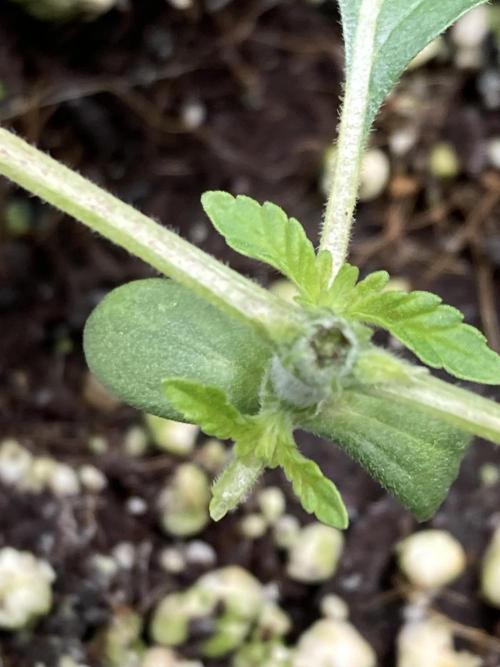 Apples & Bananas x Zoda . Week 3