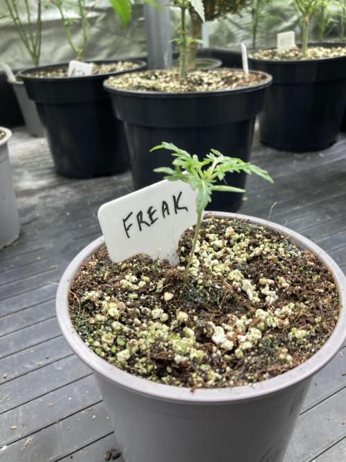 Frosty’s Purple Freak (Khalifa). Week 3