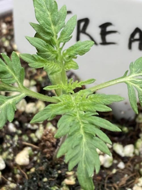 Frosty’s Purple Freak (Khalifa). Week 3