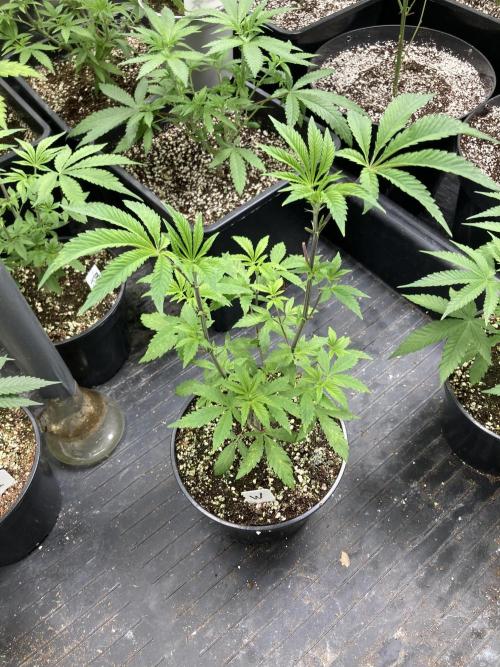Windu (Wizard Trees). Week 7