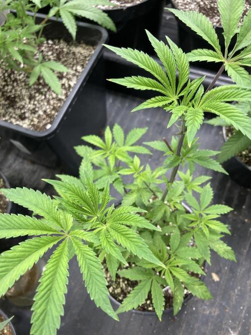 Windu (Wizard Trees). Week 7