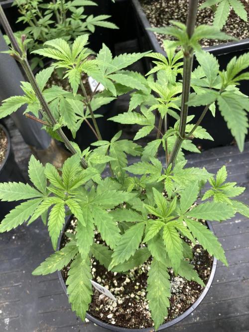 Windu (Wizard Trees). Week 7