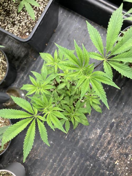 Windu. Week 7