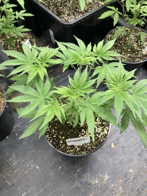 GasQuake (In House Genetics). Week 7