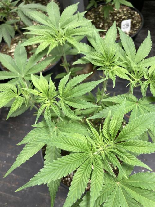 GasQuake (In House Genetics). Week 7