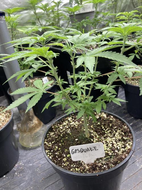GasQuake (In House Genetics). Week 7
