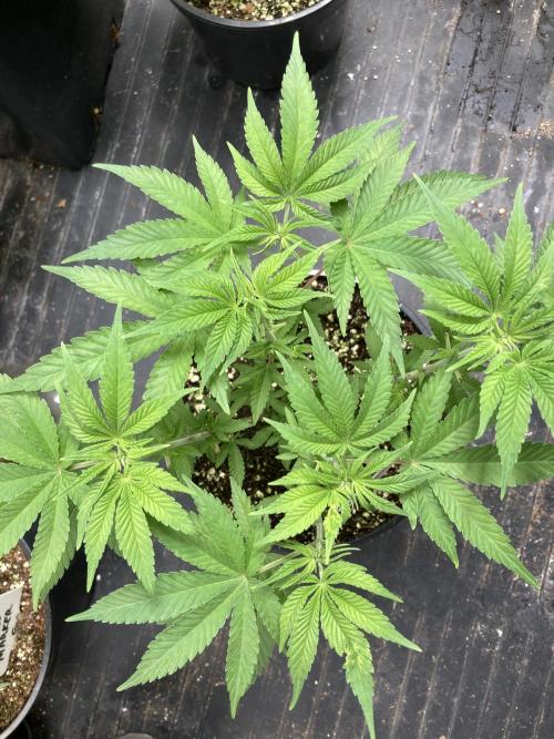 Gasquake. Week 7