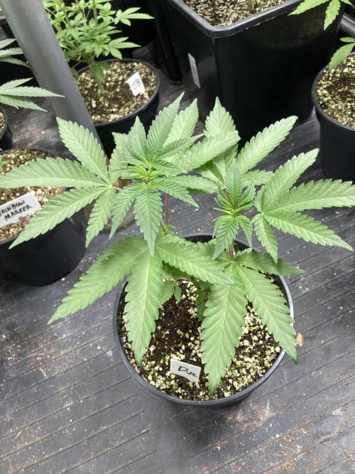 Do-lato V2 (In House Genetics). Week 7