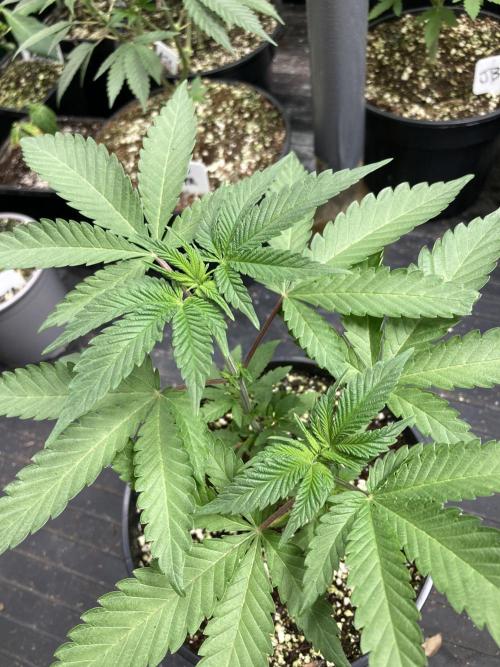 Do-lato V2 (In House Genetics). Week 7