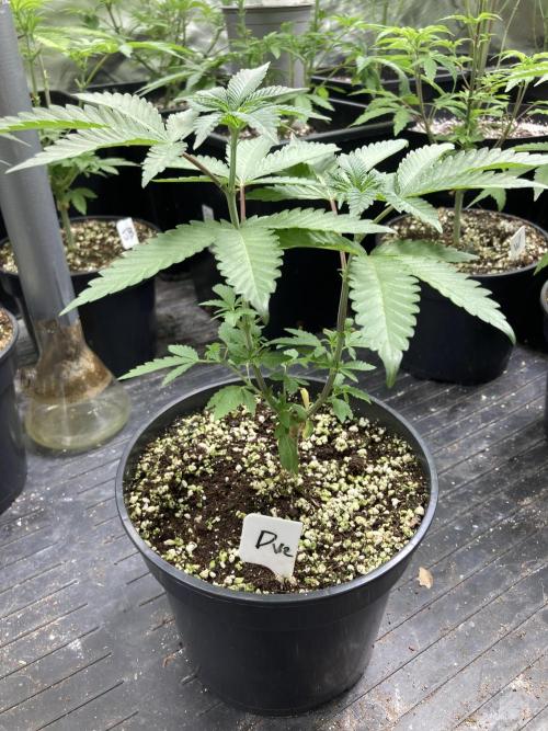 Do-lato V2 (In House Genetics). Week 7