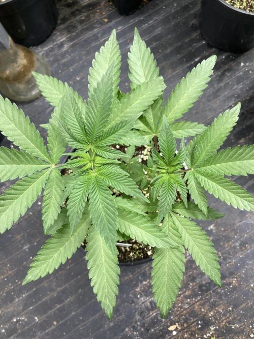 TSW2000 Full Spectrum 300W LED. Week 7
