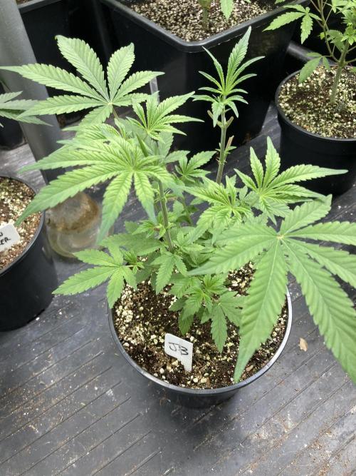 Jelly Breath S1. Week 7