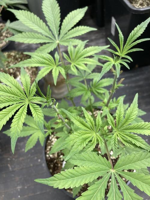 Jelly Breath S1. Week 7