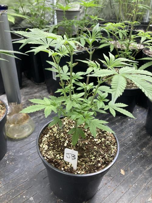Jelly Breath S1. Week 7