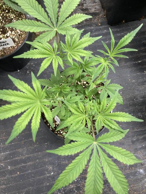 Jelly Breath S1. Week 7