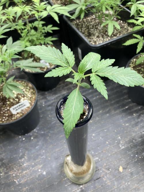 Double Smile (Mephisto Genetics). Week 2