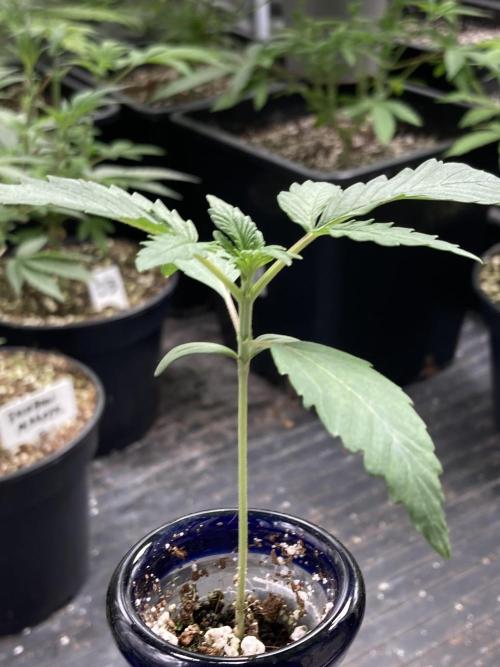 Double Smile (Mephisto Genetics). Week 2