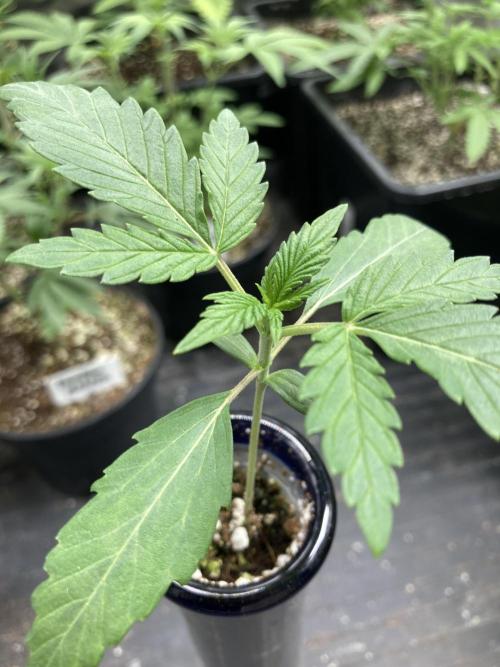 Double Smile (Mephisto Genetics). Week 2