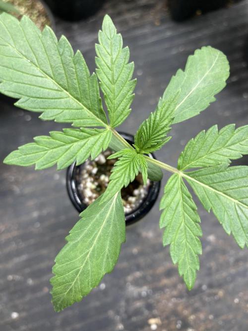 Illuminauto #52 - Double Smile. Week 2