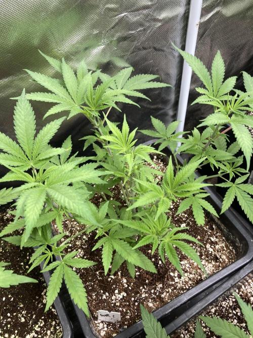 White Rhino (Green House Seeds). Week 7