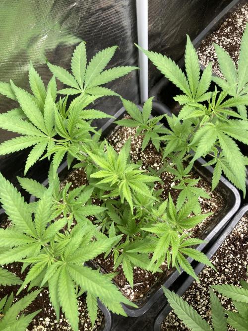 White Rhino (Green House Seeds). Week 7