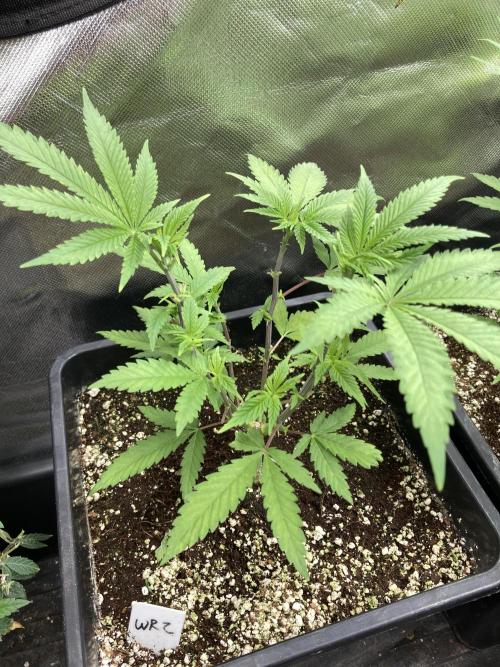 White Rhino (Green House Seeds). Week 7