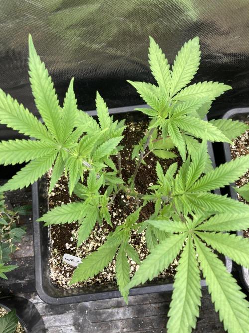 White Rhino (Green House Seeds). Week 7