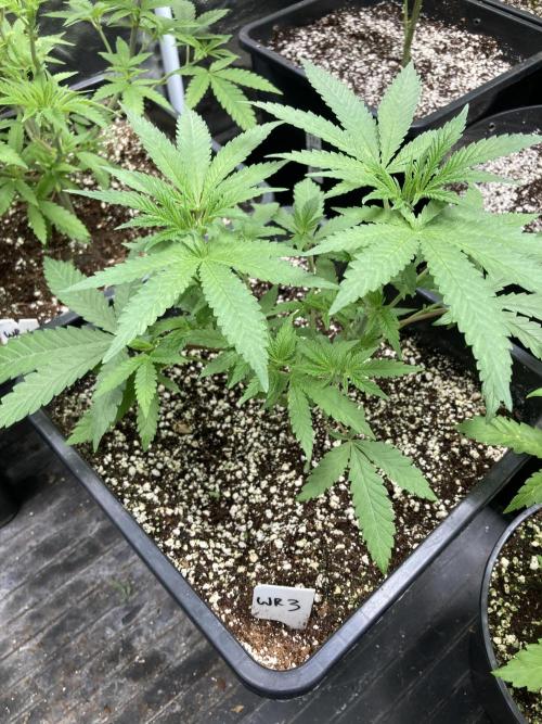 White Rhino (Green House Seeds). Week 7