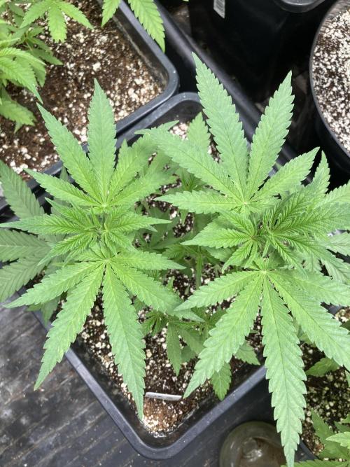 White Rhino (Green House Seeds). Week 7