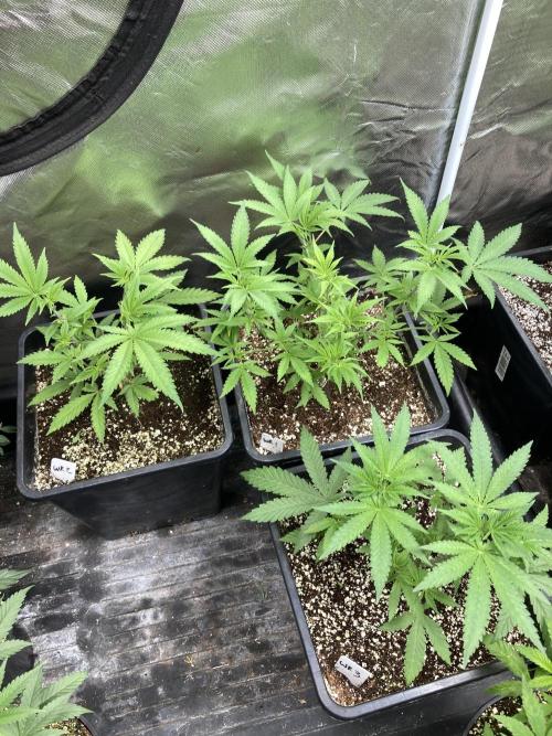 White Rhino (Green House Seeds). Week 7