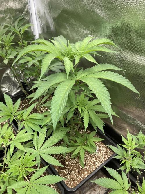 Atomic Jelly (In House Genetics). Week 7