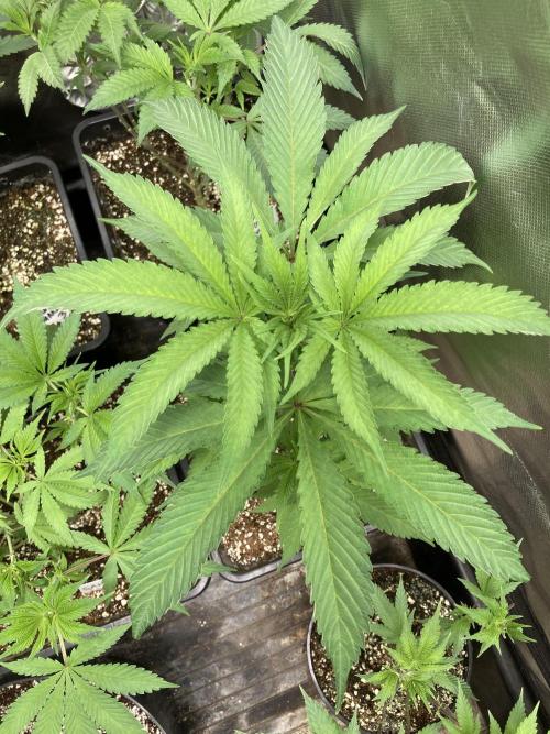 Atomic Jelly (In House Genetics). Week 7