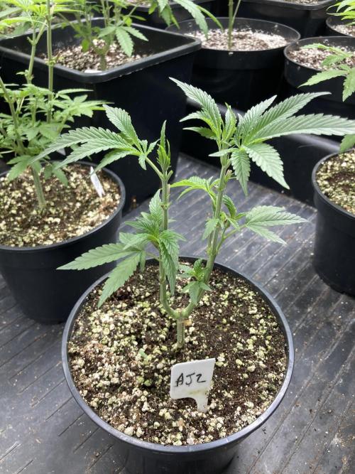Atomic Jelly (In House Genetics). Week 7
